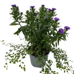 Aster & Mühlenbeckia, 3er-Set, Blau Gefüllt, Topf 12/13 Cm Ø -Garten Sicht Verkäufe 0319200010 Aster novi belgii Muehlenbeckia blau 3er Set WS 3 95828