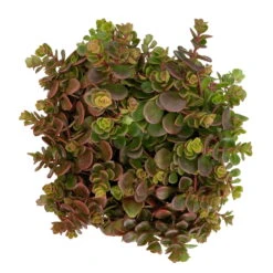Fette Henne, 6er-Set, Bunt Gemischt, Topf 13 Cm Ø -Garten Sicht Verkäufe 0319200011 Sedum Mix T13 NR nach Verfuegbarkeit 6er Set WS 10 95967