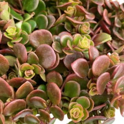 Fette Henne, 6er-Set, Bunt Gemischt, Topf 13 Cm Ø -Garten Sicht Verkäufe 0319200011 Sedum Mix T13 NR nach Verfuegbarkeit 6er Set WS 11 95968