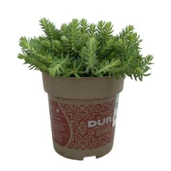 Fette Henne, 6er-Set, Bunt Gemischt, Topf 13 Cm Ø -Garten Sicht Verkäufe 0319200011 Sedum Mix T13 NR nach Verfuegbarkeit 6er Set WS 13 95969