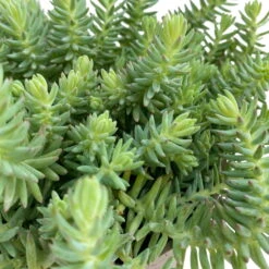 Fette Henne, 6er-Set, Bunt Gemischt, Topf 13 Cm Ø -Garten Sicht Verkäufe 0319200011 Sedum Mix T13 NR nach Verfuegbarkeit 6er Set WS 17 95971