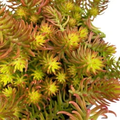 Fette Henne, 6er-Set, Bunt Gemischt, Topf 13 Cm Ø -Garten Sicht Verkäufe 0319200011 Sedum Mix T13 NR nach Verfuegbarkeit 6er Set WS 24 95977