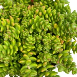 Fette Henne, 6er-Set, Bunt Gemischt, Topf 13 Cm Ø -Garten Sicht Verkäufe 0319200011 Sedum Mix T13 NR nach Verfuegbarkeit 6er Set WS 29 95975