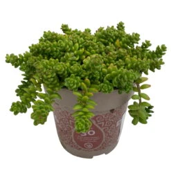 Fette Henne, 6er-Set, Bunt Gemischt, Topf 13 Cm Ø -Garten Sicht Verkäufe 0319200011 Sedum Mix T13 NR nach Verfuegbarkeit 6er Set WS 30 95974
