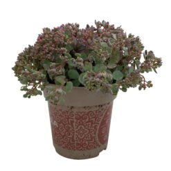 Fette Henne, 6er-Set, Bunt Gemischt, Topf 13 Cm Ø -Garten Sicht Verkäufe 0319200011 Sedum Mix T13 NR nach Verfuegbarkeit 6er Set WS 32 95972