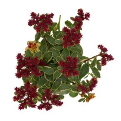 Fette Henne, 6er-Set, Bunt Gemischt, Topf 13 Cm Ø -Garten Sicht Verkäufe 0319200011 Sedum Mix T13 NR nach Verfuegbarkeit 6er Set WS 42 95979