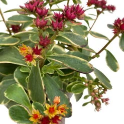 Fette Henne, 6er-Set, Bunt Gemischt, Topf 13 Cm Ø -Garten Sicht Verkäufe 0319200011 Sedum Mix T13 NR nach Verfuegbarkeit 6er Set WS 43 95980