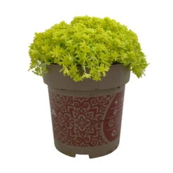 Fette Henne, 6er-Set, Bunt Gemischt, Topf 13 Cm Ø -Garten Sicht Verkäufe 0319200011 Sedum Mix T13 NR nach Verfuegbarkeit 6er Set WS 45 95981