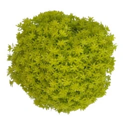 Fette Henne, 6er-Set, Bunt Gemischt, Topf 13 Cm Ø -Garten Sicht Verkäufe 0319200011 Sedum Mix T13 NR nach Verfuegbarkeit 6er Set WS 47 95982