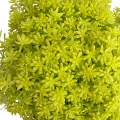Fette Henne, 6er-Set, Bunt Gemischt, Topf 13 Cm Ø -Garten Sicht Verkäufe 0319200011 Sedum Mix T13 NR nach Verfuegbarkeit 6er Set WS 49 95983
