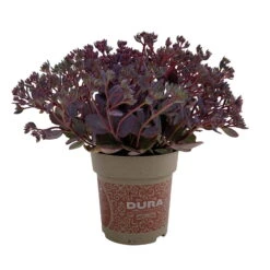 Fette Henne, 6er-Set, Bunt Gemischt, Topf 13 Cm Ø -Garten Sicht Verkäufe 0319200011 Sedum Mix T13 NR nach Verfuegbarkeit 6er Set WS 52 95984