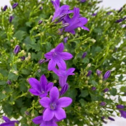 Glockenblume 'Ambella® Purple' Lilablau, Topf-Ø 15 Cm, 3er-Set -Garten Sicht Verkäufe 0319200039 Campanula portenschl Ambella Purple 3er Set T15 dunkellila WS 4 101456
