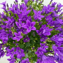 Glockenblume 'Ambella® Purple' Lilablau, Topf-Ø 15 Cm, 3er-Set -Garten Sicht Verkäufe 0319200039 Campanula portenschl Ambella Purple dunkellila T15 3er Set 6 111163