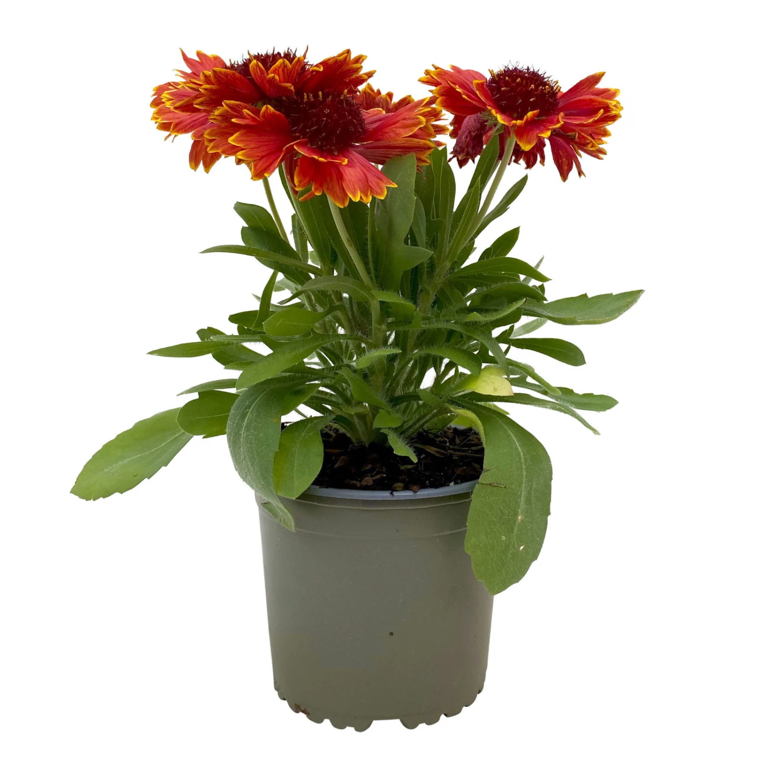 Kokardenblume, Farbe Nach Verfügbarkeit, Topf-Ø 12/13 Cm, 6er-Set 2 Kokardenblume, Farbe Nach Verfügbarkeit, Topf-Ø 12/13 Cm, 6er-Set – Bild 2