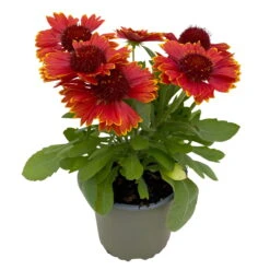 Kokardenblume, Farbe Nach Verfügbarkeit, Topf-Ø 12/13 Cm, 6er-Set 14 Kokardenblume, Farbe Nach Verfügbarkeit, Topf-Ø 12/13 Cm, 6er-Set -Garten Sicht Verkäufe 0319200041 Gaillardia aristata nach Verfuegbarkeit 6er Set 2 111889
