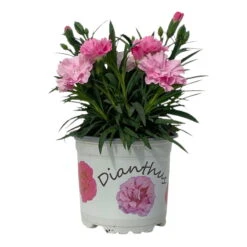 Stauden-Nelke 'I Love U', Pink-rosa-weiß, Topf-Ø 11 Cm, 6er-Set -Garten Sicht Verkäufe 0319200049 Dianthus IloveU 6er Set 2 111199