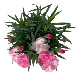 Stauden-Nelke 'I Love U', Pink-rosa-weiß, Topf-Ø 11 Cm, 6er-Set -Garten Sicht Verkäufe 0319200049 Dianthus IloveU 6er Set 5 111201