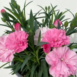 Stauden-Nelke 'I Love U', Pink-rosa-weiß, Topf-Ø 11 Cm, 6er-Set -Garten Sicht Verkäufe 0319200049 Dianthus IloveU 6er Set 7 111164