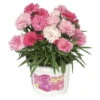 Stauden-Nelke 'I Love U', Pink-rosa-weiß, Topf-Ø 11 Cm, 6er-Set