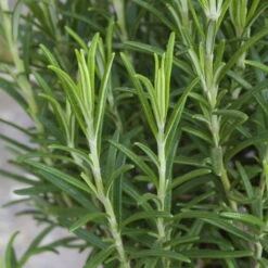 Rosmarin, Ballen-Ø Ca. 7 Cm, 2x 6er-Tray=12 Pflanzen -Garten Sicht Verkäufe 0319200055 Rosmarinus officinalis Koelle 6er Pack WS 2 103375