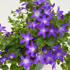 Hängepolster-Glockenblume 'Adansa® Purple' Blau-weiß, Topf-Ø 15 Cm, 3er-Set -Garten Sicht Verkäufe 0319200068 Campanula posch Adansa Purple blau weisses Auge 3er Set 8 111165