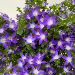 Hängepolster-Glockenblume 'Adansa® Purple' Blau-weiß, Topf-Ø 15 Cm, 3er-Set -Garten Sicht Verkäufe 0319200068 campanula poschaskyana adansa purple blau weiss 3 125036