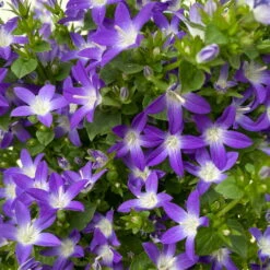Hängepolster-Glockenblume 'Adansa® Purple' Blau-weiß, Topf-Ø 15 Cm, 3er-Set -Garten Sicht Verkäufe 0319200068 campanula poschaskyana adansa purple blau weiss 4 125035