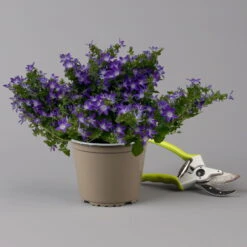 Hängepolster-Glockenblume 'Adansa® Purple' Blau-weiß, Topf-Ø 15 Cm, 3er-Set -Garten Sicht Verkäufe 0319200068 campanula poschaskyana adansa purple blau weiss f 126063