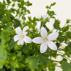 Polster-Glockenblume 'Adansa® White' Weiß, Topf-Ø 15 Cm, 3er-Set -Garten Sicht Verkäufe 0319200069 Campanula porten Adansa White weiss 3er Set 7 111166