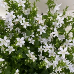 Polster-Glockenblume 'Adansa® White' Weiß, Topf-Ø 15 Cm, 3er-Set -Garten Sicht Verkäufe 0319200069 campanula portenschlagiana adansa white 6 125037
