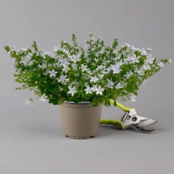 Polster-Glockenblume 'Adansa® White' Weiß, Topf-Ø 15 Cm, 3er-Set -Garten Sicht Verkäufe 0319200069 campanula portenschlagiana adansa white f 126065