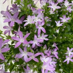 Hängepolster-Glockenblume 'Adansa® Pink' Rosa, Topf-Ø 15 Cm, 3er-Set -Garten Sicht Verkäufe 0319200070 campanula poschaskyana adansa pink rosa 3 125039