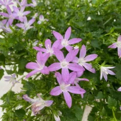 Hängepolster-Glockenblume 'Adansa® Pink' Rosa, Topf-Ø 15 Cm, 3er-Set -Garten Sicht Verkäufe 0319200070 campanula poschaskyana adansa pink rosa 4 125038
