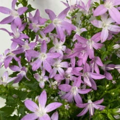 Hängepolster-Glockenblume 'Adansa® Pink' Rosa, Topf-Ø 15 Cm, 3er-Set -Garten Sicht Verkäufe 0319200070 campanula poschaskyana adansa pink rosa 5 125041