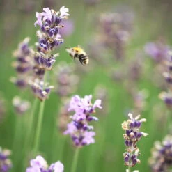 Lavendel 'Munstead', Blauviolett, Topf-Ø 19 Cm, 2er-Set -Garten Sicht Verkäufe 0319200072 Lavandula angustifolia Munstead 2er Set Bluete 2 111617