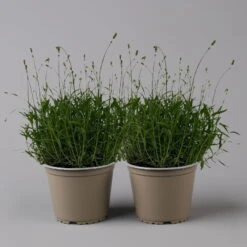 Lavendel 'Munstead', Blauviolett, Topf-Ø 19 Cm, 2er-Set