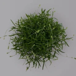 Lavendel 'Munstead', Blauviolett, Topf-Ø 19 Cm, 2er-Set -Garten Sicht Verkäufe 0319200072 Lavandula angustifolia Munstead 2er Set T19 Woud 2 125874