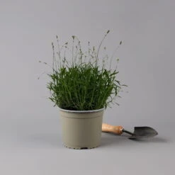 Lavendel 'Munstead', Blauviolett, Topf-Ø 19 Cm, 2er-Set -Garten Sicht Verkäufe 0319200072 Lavandula angustifolia Munstead 2er Set T19 Woud 125875