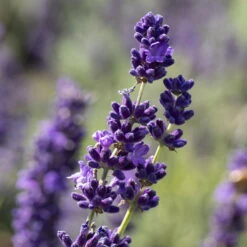 Lavendel, Ballen-Ø Ca. 7 Cm, 3x 6er-Tray -Garten Sicht Verkäufe 0319200073 0319200133 0319200090 0319200074 0320500566 Lavandula angustifolia 1 125846