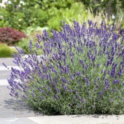 Lavendel, Ballen-Ø Ca. 7 Cm, 3x 6er-Tray -Garten Sicht Verkäufe 0319200073 0319200133 0319200090 0319200074 0320500566 Lavandula angustifolia 2 125849