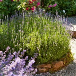 Lavendel, Ballen-Ø Ca. 7 Cm, 3x 6er-Tray -Garten Sicht Verkäufe 0319200073 0319200133 0319200090 0319200074 0320500566 Lavandula angustifolia 3 125847