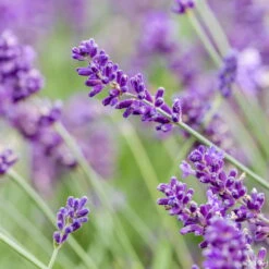 Lavendel, Ballen-Ø Ca. 7 Cm, 3x 6er-Tray -Garten Sicht Verkäufe 0319200073 0319200133 0319200090 0319200074 0320500566 Lavandula angustifolia 125848