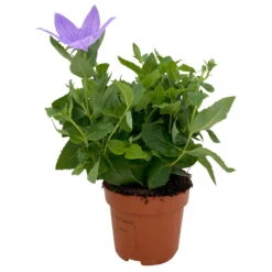 Ballonblume, Blau, Topf-Ø 12 Cm, 6er-Set -Garten Sicht Verkäufe 0319200082 Platycodon grandiflorus blau 6er Set T12 blau 1 111560