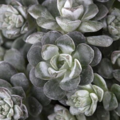 Spatelblättriges Garten-Fettblatt 'Cape Blanco' Gelb, Topf-Ø 12 Cm, 6er-Set -Garten Sicht Verkäufe 0319200087 Sedum spath Cape Blanco 6er Set gelb 1 112569