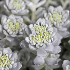 Spatelblättriges Garten-Fettblatt 'Cape Blanco' Gelb, Topf-Ø 12 Cm, 6er-Set -Garten Sicht Verkäufe 0319200087 Sedum spath Cape Blanco 6er Set gelb 2 112570