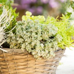 Spatelblättriges Garten-Fettblatt 'Cape Blanco' Gelb, Topf-Ø 12 Cm, 6er-Set -Garten Sicht Verkäufe 0319200087 Sedum spath Cape Blanco 6er Set gelb 3 112572