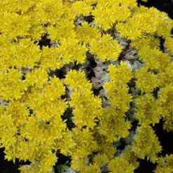 Spatelblättriges Garten-Fettblatt 'Cape Blanco' Gelb, Topf-Ø 12 Cm, 6er-Set -Garten Sicht Verkäufe 0319200087 Sedum spath Cape Blanco 6er Set gelb 4 112571