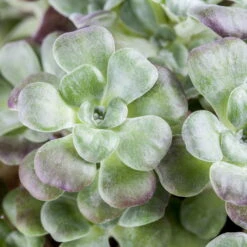 Spatelblättriges Garten-Fettblatt 'Purpureum' Gelb, Topf-Ø 12 Cm, 6er-Set -Garten Sicht Verkäufe 0319200088 Sedum spath Purpureum 6er Set 2 112574