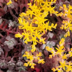 Spatelblättriges Garten-Fettblatt 'Purpureum' Gelb, Topf-Ø 12 Cm, 6er-Set -Garten Sicht Verkäufe 0319200088 Sedum spath Purpureum 6er Set 3 112575