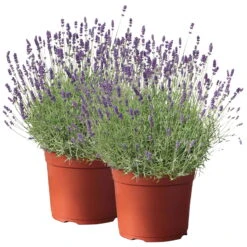 Lavendel, Lilablau Topf-Ø 19 Cm, 2er-Set -Garten Sicht Verkäufe 0319200090 Lavandula angustifolia T19 2er Set 112989
